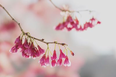 Close-up of pink flowers on branch