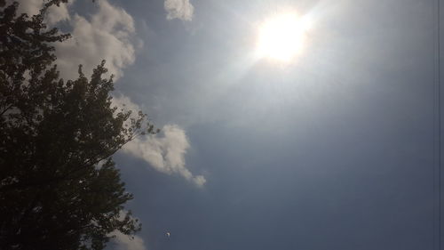 Low angle view of trees against sky