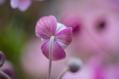 Close-up of pink flower