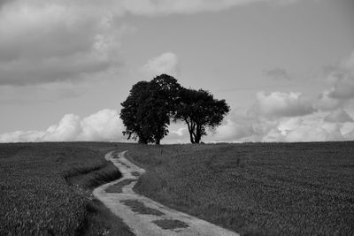 Tree on field against sky