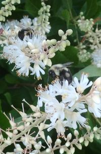 Close-up of bee on white flowers