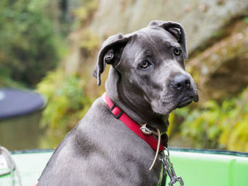 Close-up of dog looking away