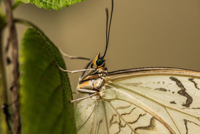 Close-up of butterfly on leaf