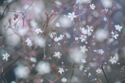 Delicate floral background with small pink flowers on pastel colors background close up. 