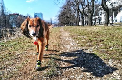 Portrait of dog on field