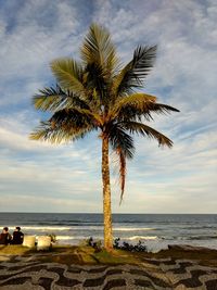 Palm tree by sea against sky