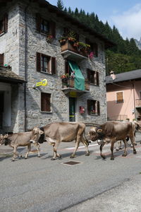 Horses in a building