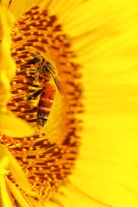 Honey bee collecting pollen from sunflower and pollinating the flower in summer, macro photography