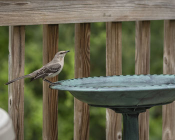 Close-up of bird perching on wooden post