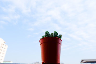 Low angle view of potted plant against sky