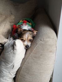 Portrait of dog relaxing on sofa at home