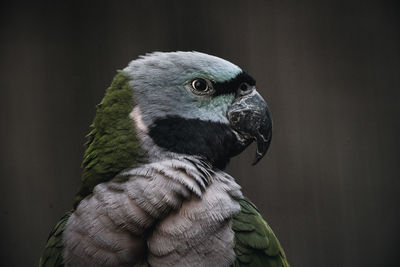 Close-up of a bird looking away