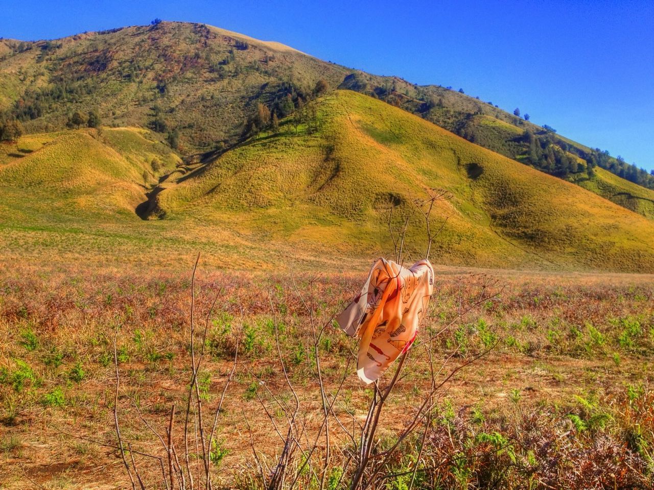 landscape, mountain, grass, domestic animals, field, tranquil scene, tranquility, clear sky, animal themes, nature, blue, scenics, beauty in nature, mammal, sky, grassy, one animal, full length, mountain range, non-urban scene