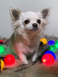 Close-up portrait of dog