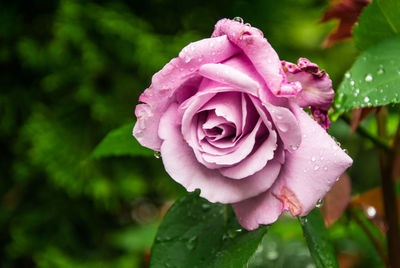 Close-up of pink rose blooming outdoors