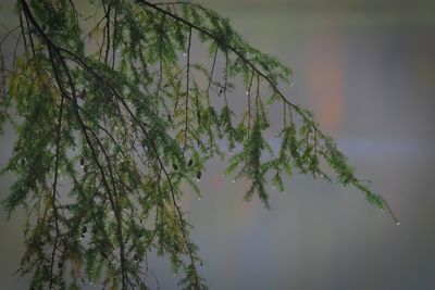 Low angle view of tree branch against sky