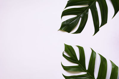 Close-up of leaves against white background