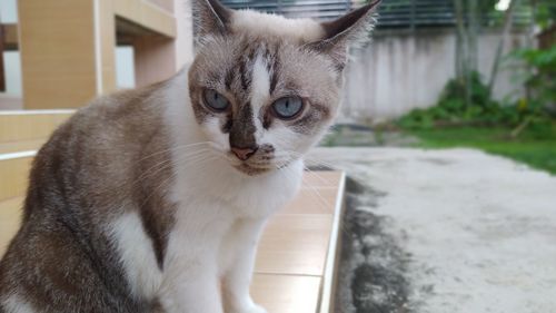 Close-up portrait of cat looking at camera