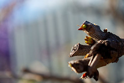 Close-up of eagle perching on outdoors