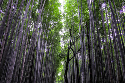 Bamboo trees in forest