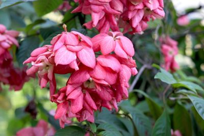 Close-up of pink flowering plant