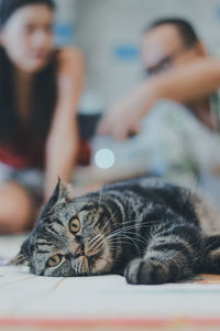 Portrait of cat resting on floor with people in background