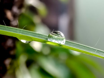 Close-up of insect on leaf