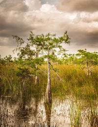 Plants growing on field against sky