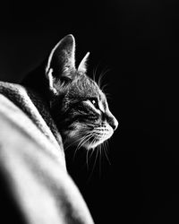 Close-up of tabby cat against black background