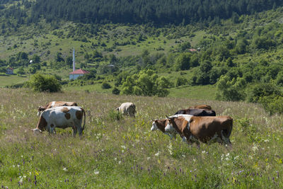 Cows in a field