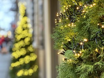Close-up of christmas tree