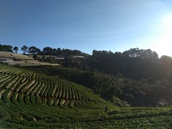 Scenic view of agricultural field against clear sky