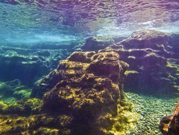 Close-up of turtle swimming in sea