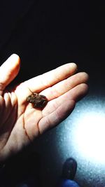 Close-up of hand holding leaf