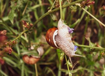 Close-up of snail on plant