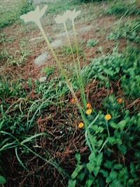 Plants growing on grassy field