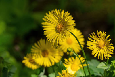 Close-up of yellow flowering plant