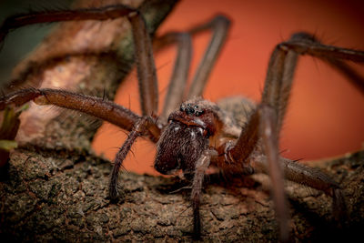 Close-up of spider