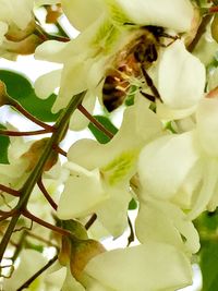 Close-up of white flowering plant