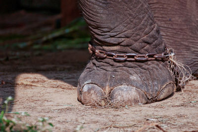 Close-up of elephant