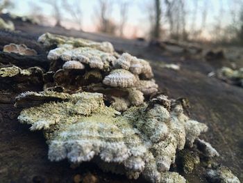 Close-up of rocks against blurred background