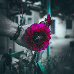 Close-up of hand holding purple flowering plant