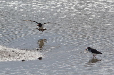 Birds in water