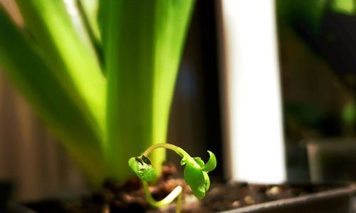 Close-up of plant growing outdoors