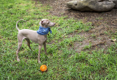 Dog standing on field