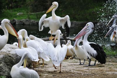 White swans on lake