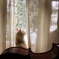 Close-up of cat on window sill