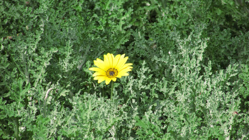 Close-up of yellow flower
