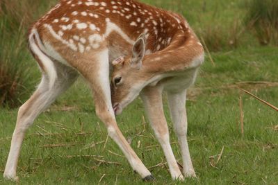 High angle view of animals on grassy field