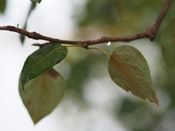 Close-up of leaves on plant